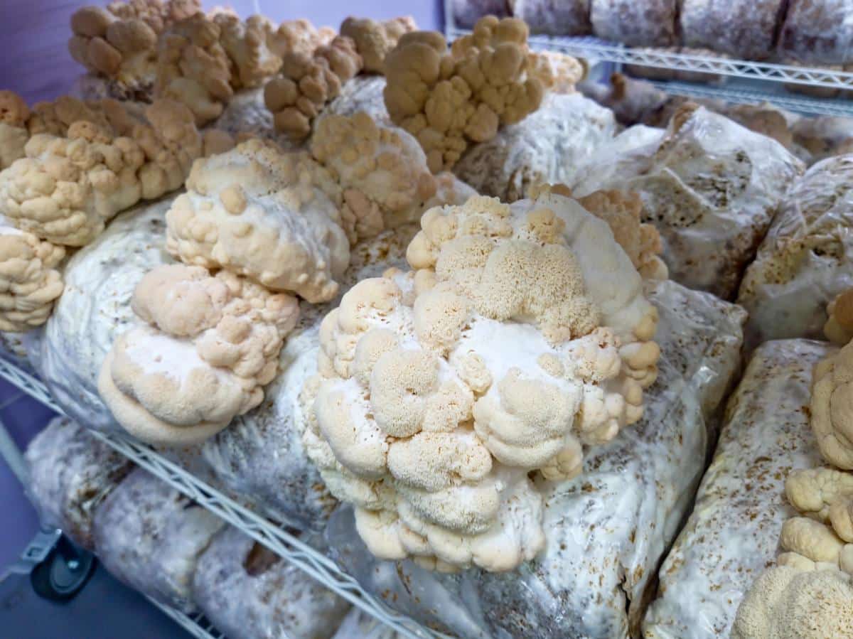 grow lions mane in the kitchen