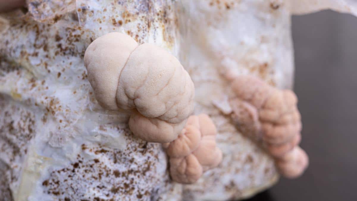 pink tinge on lions mane mushrooms