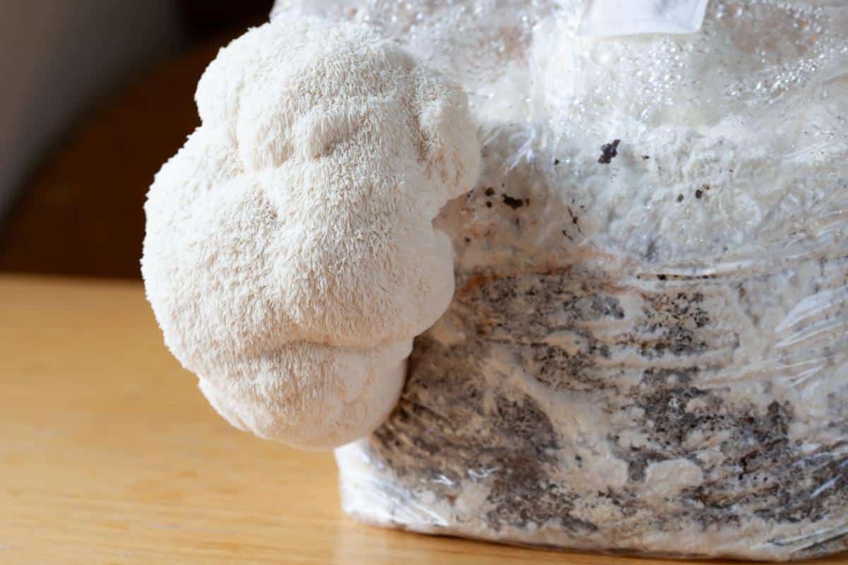 lion's mane mushroom growing