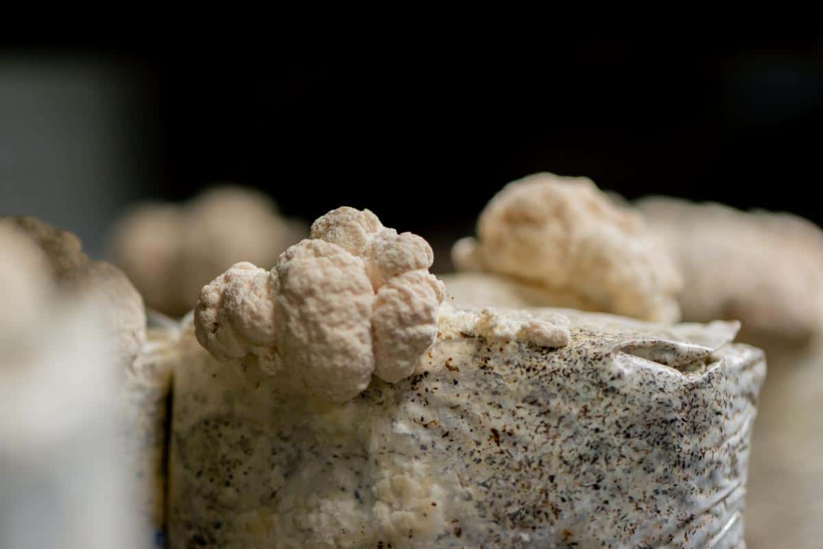 grow lion's mane mushrooms