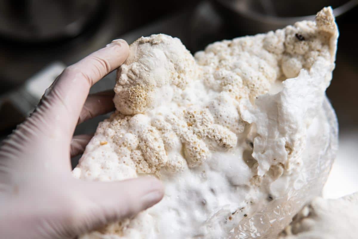 lions mane fruiting