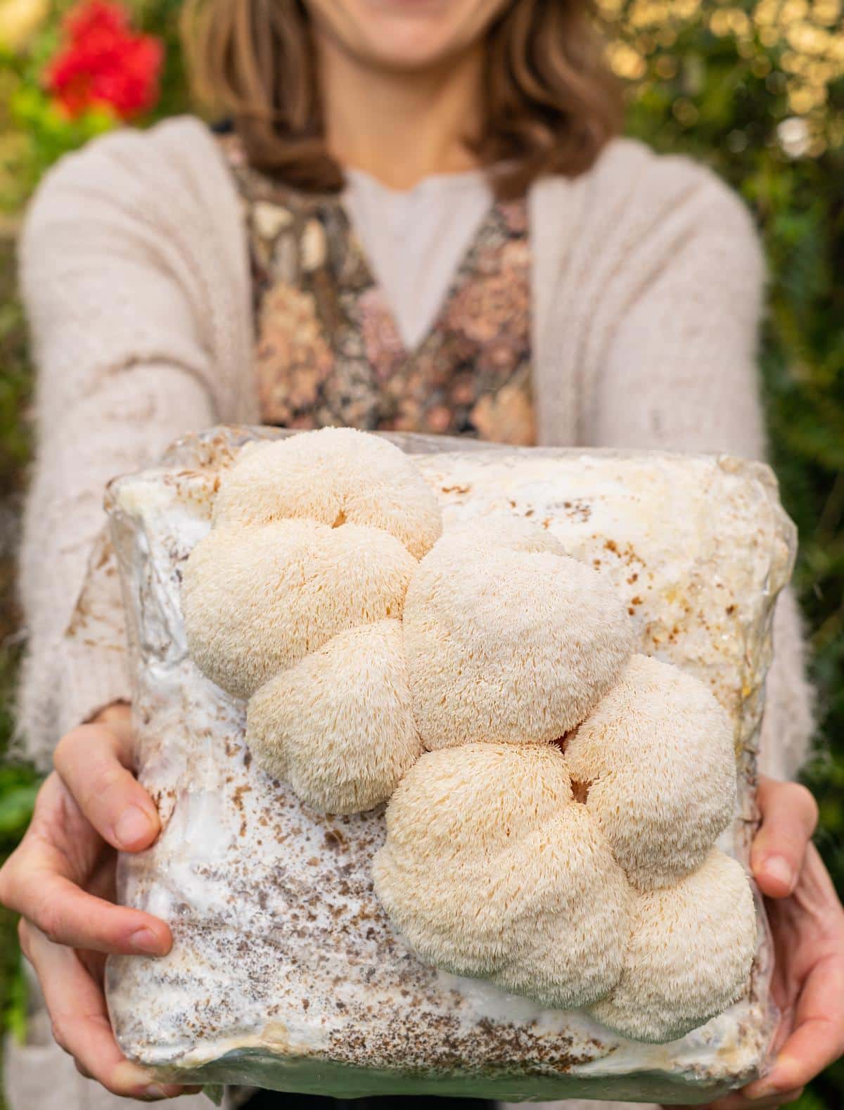 grow lion's mane mushrooms