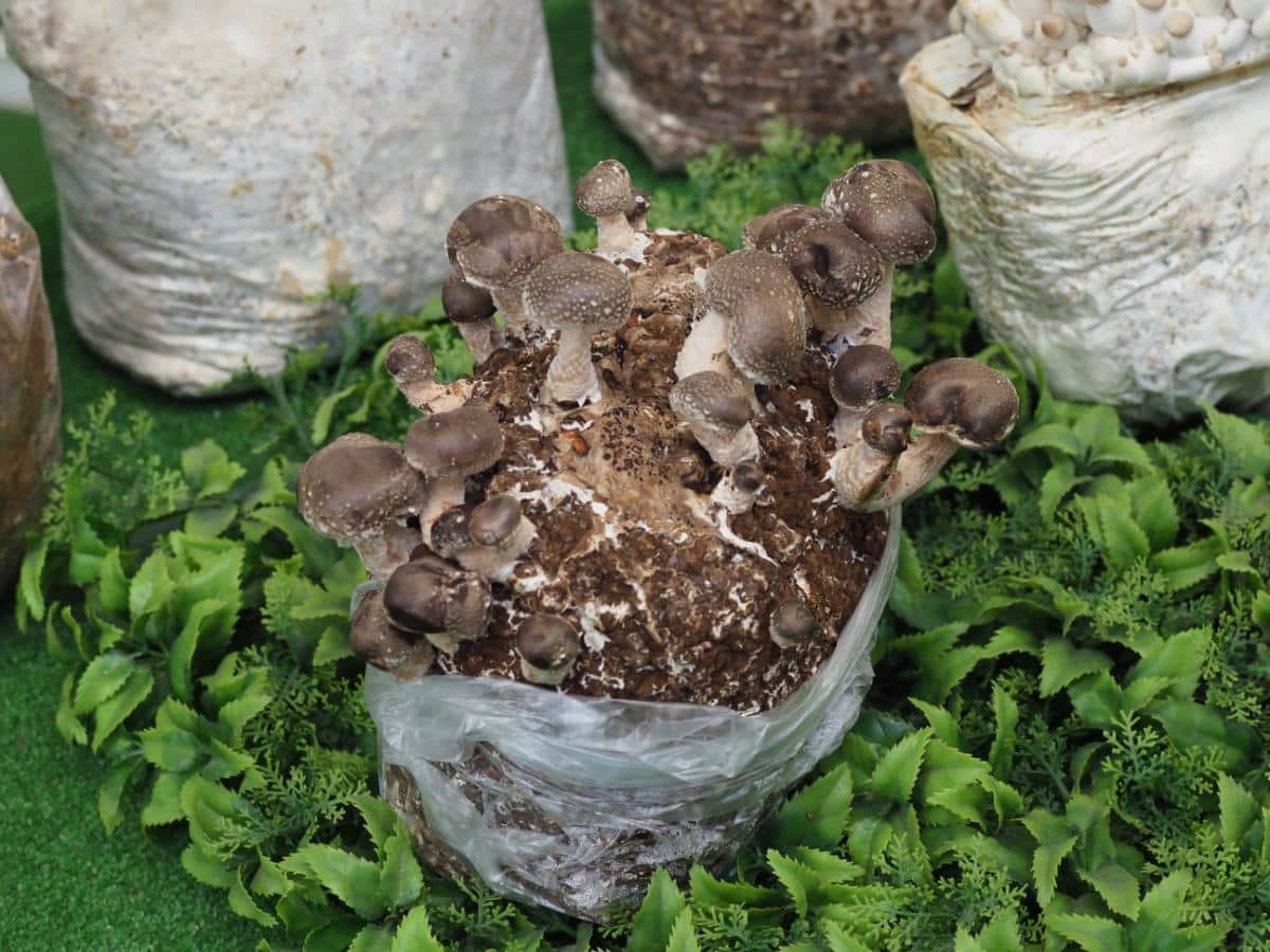 growing shiitake mushrooms in bags