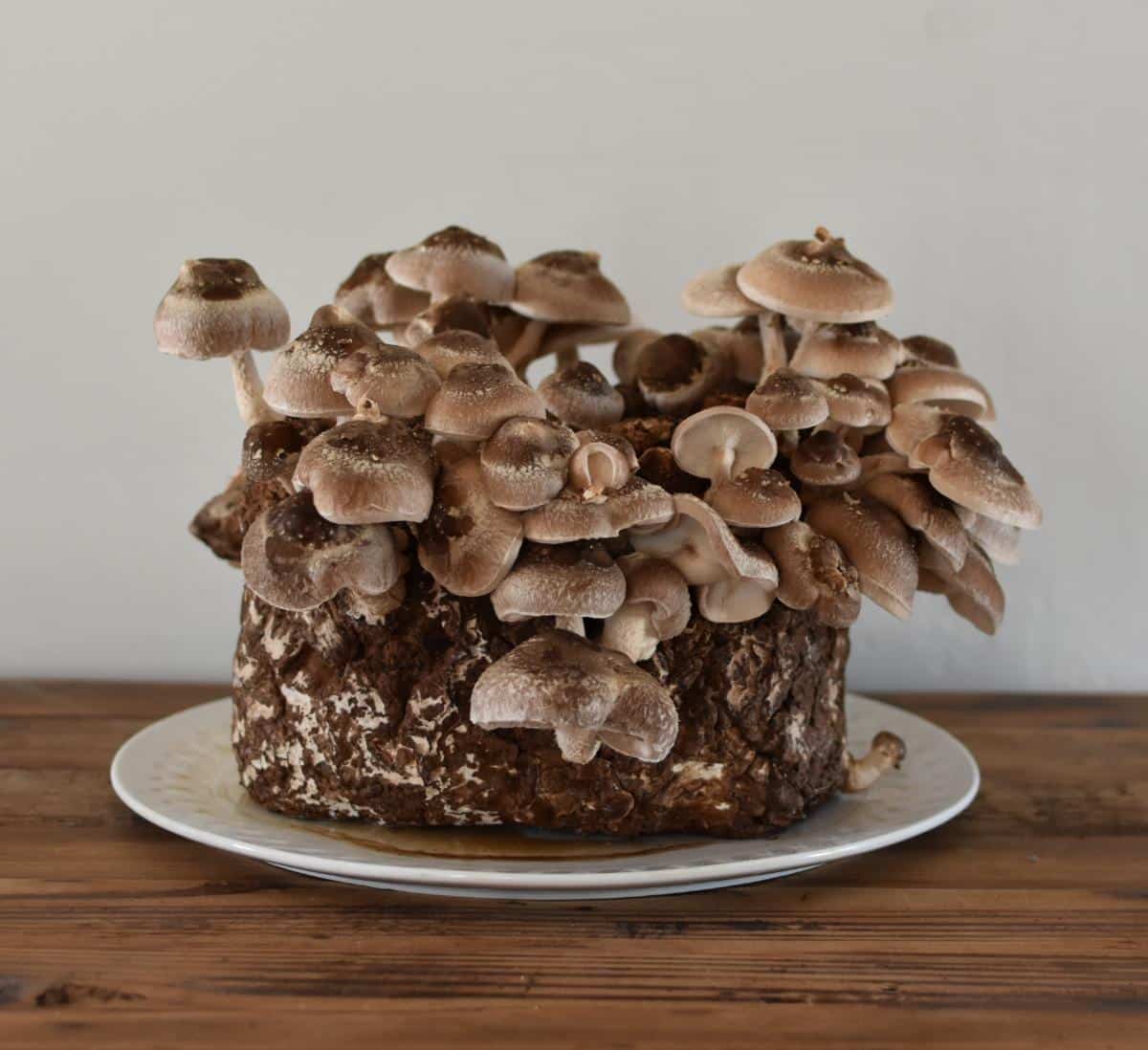 shiitake mushroom indoor harvest