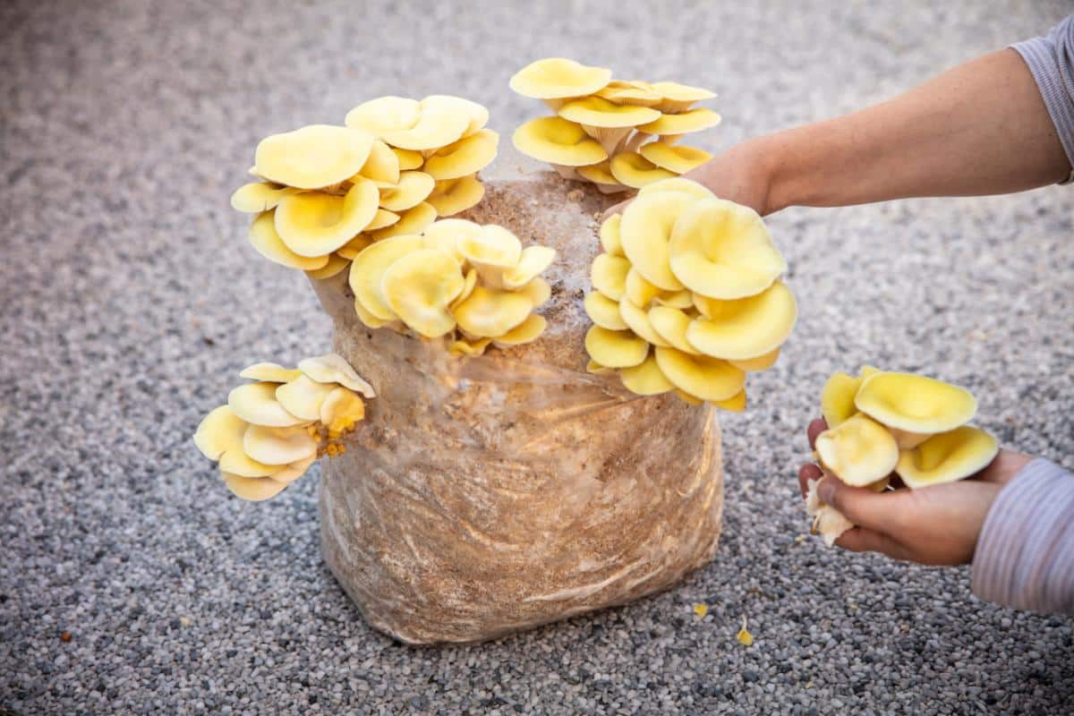 grow oyster mushrooms in bags