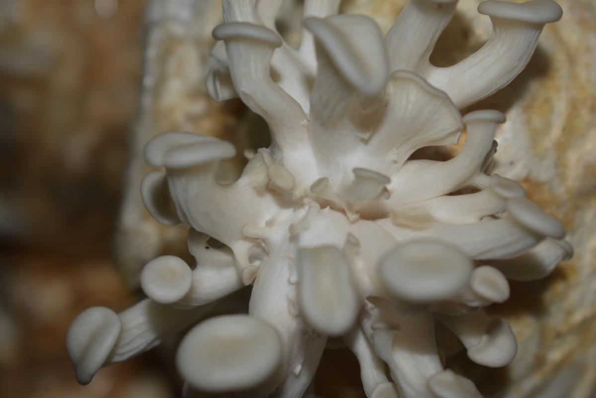 grow oyster mushrooms in bags