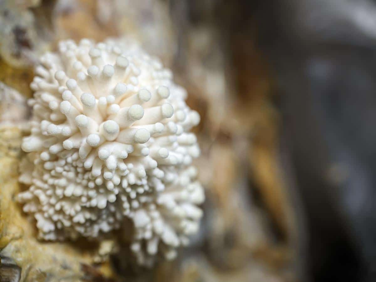 oyster mushrooms sprouting