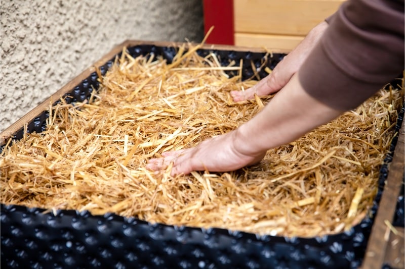 straw for growing mushrooms