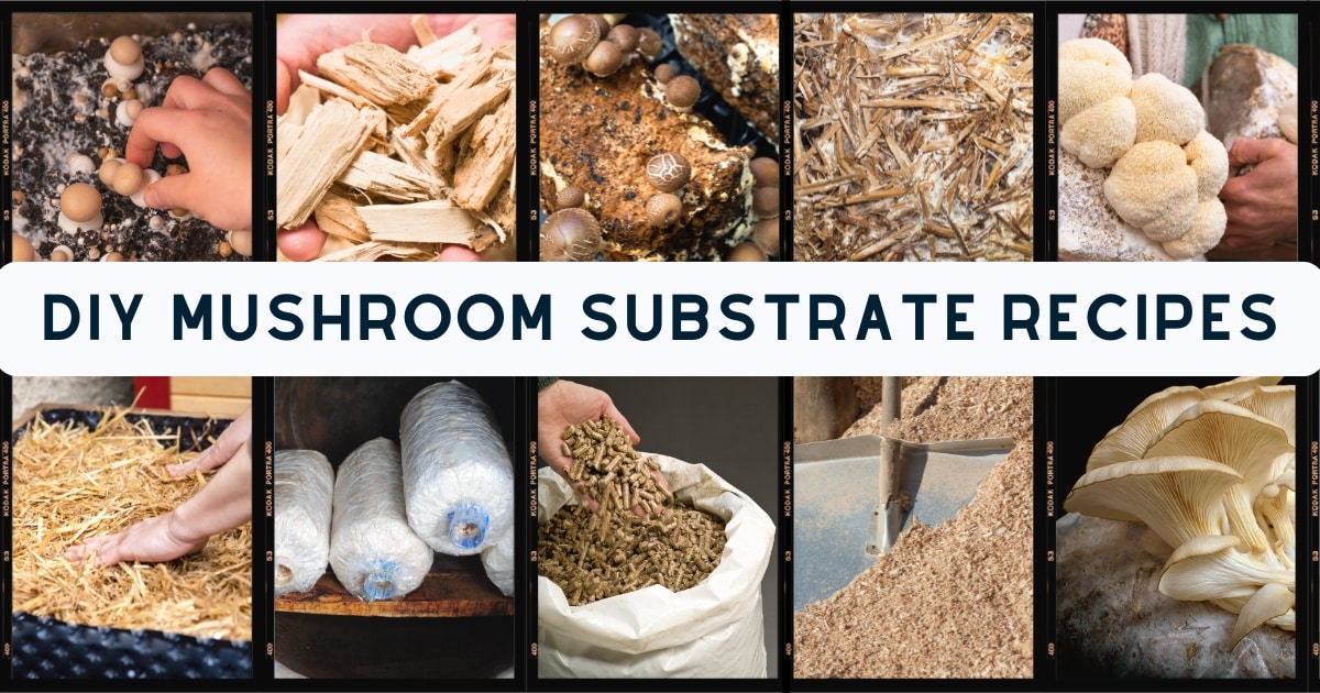 DIY mushroom substrate recipes