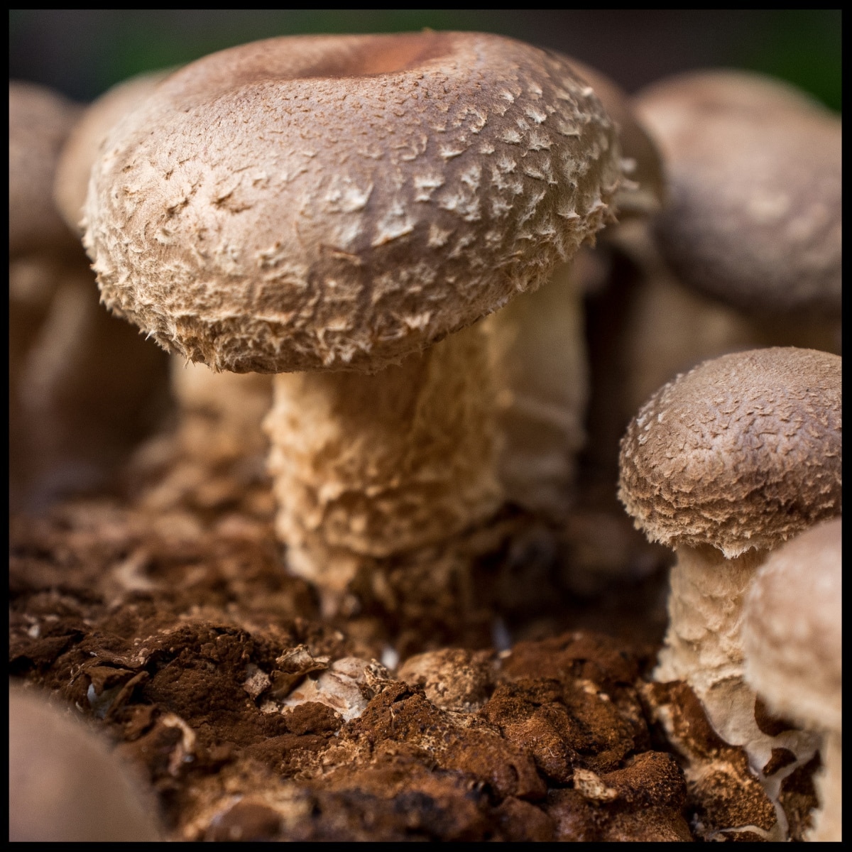 young shiitake mushroom