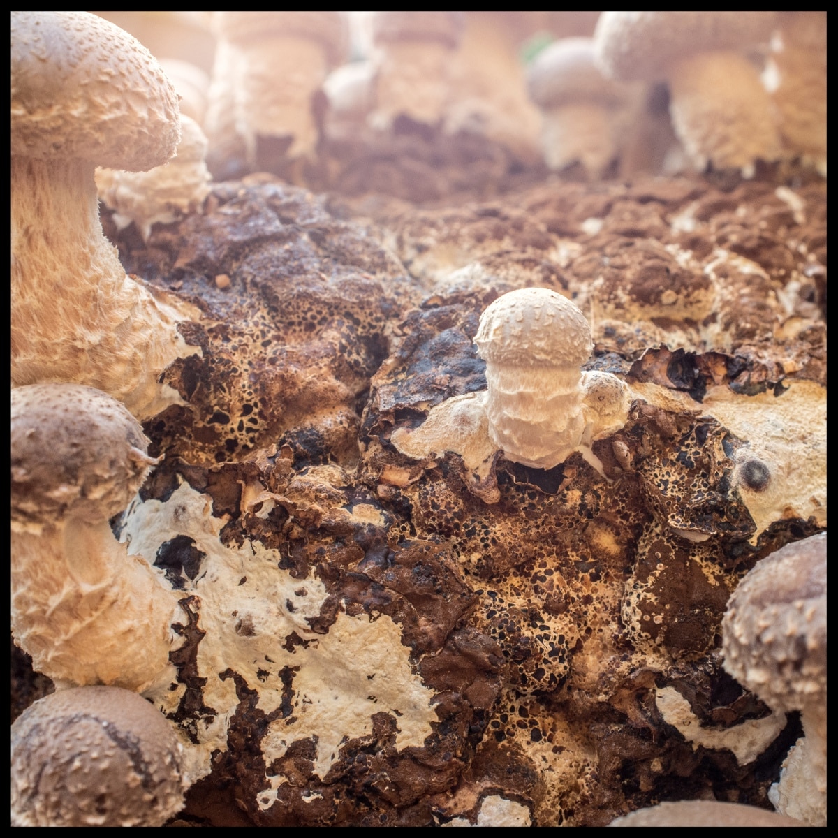 popcorning shiitake substrate