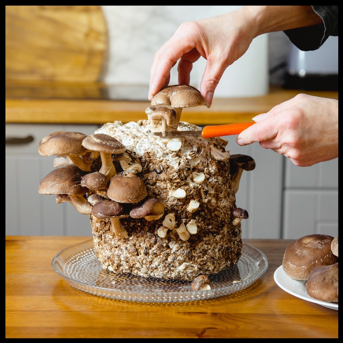 shiitake mushroom growing 