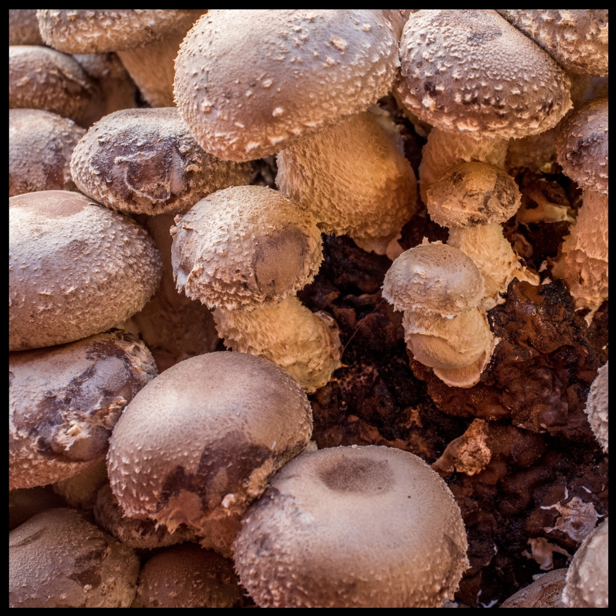 shiitake mushrooms growing