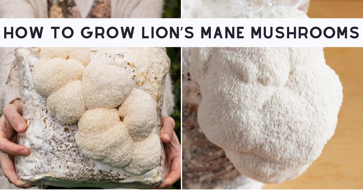 lion's mane growing