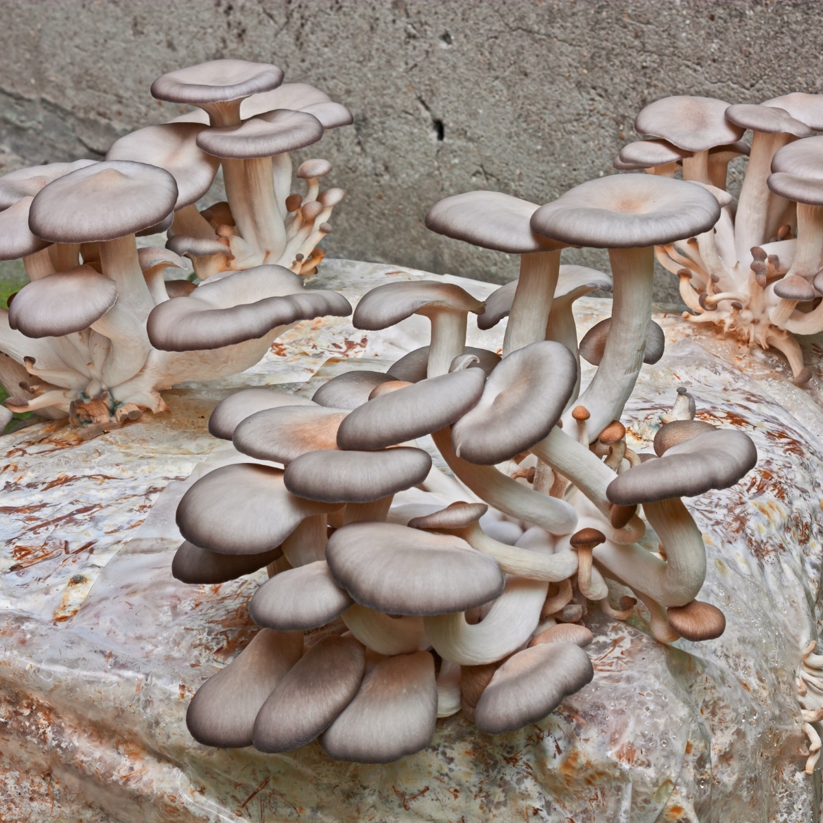 ready to harvest oyster mushrooms