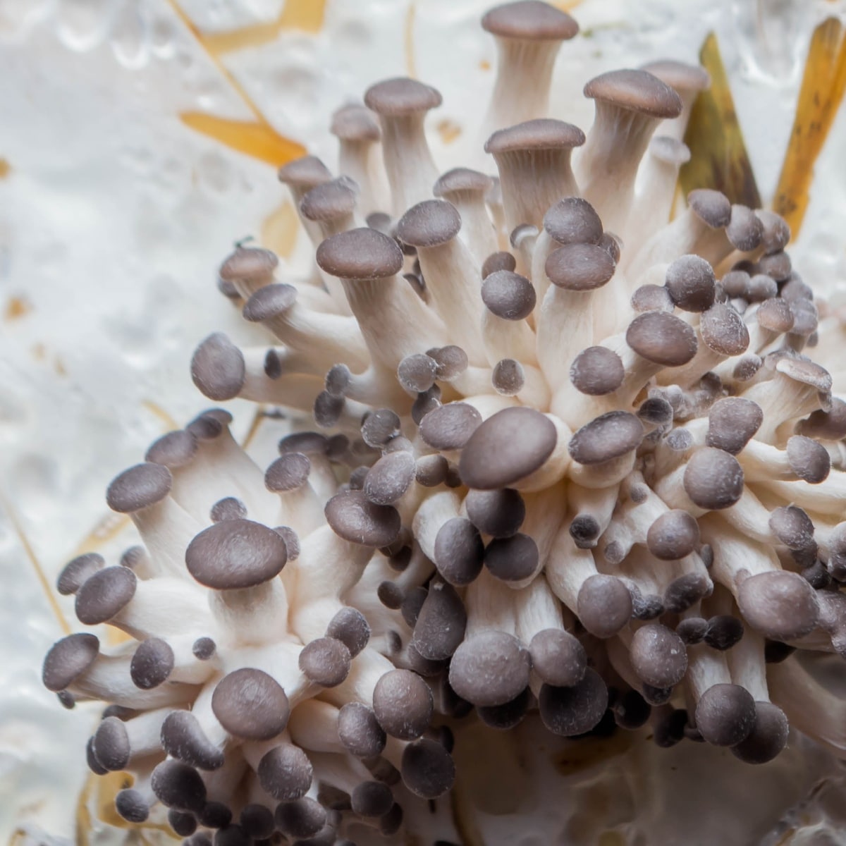 oyster mushroom pins 