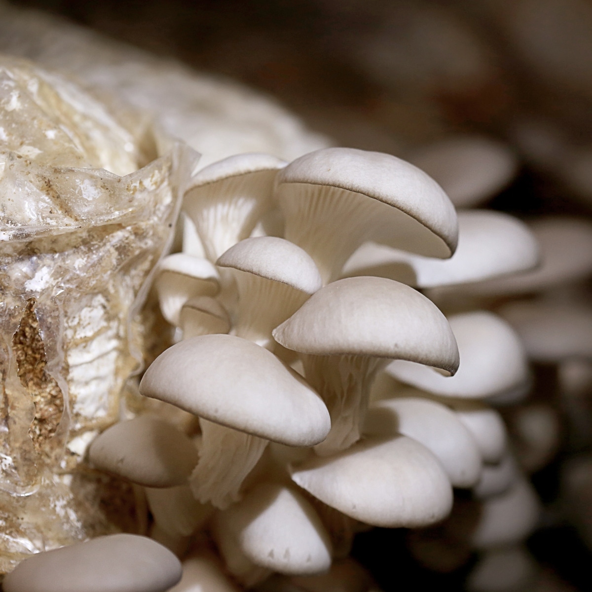 oyster mushroom grow bag