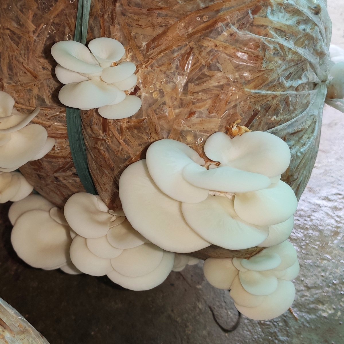 oyster mushroom cultivation