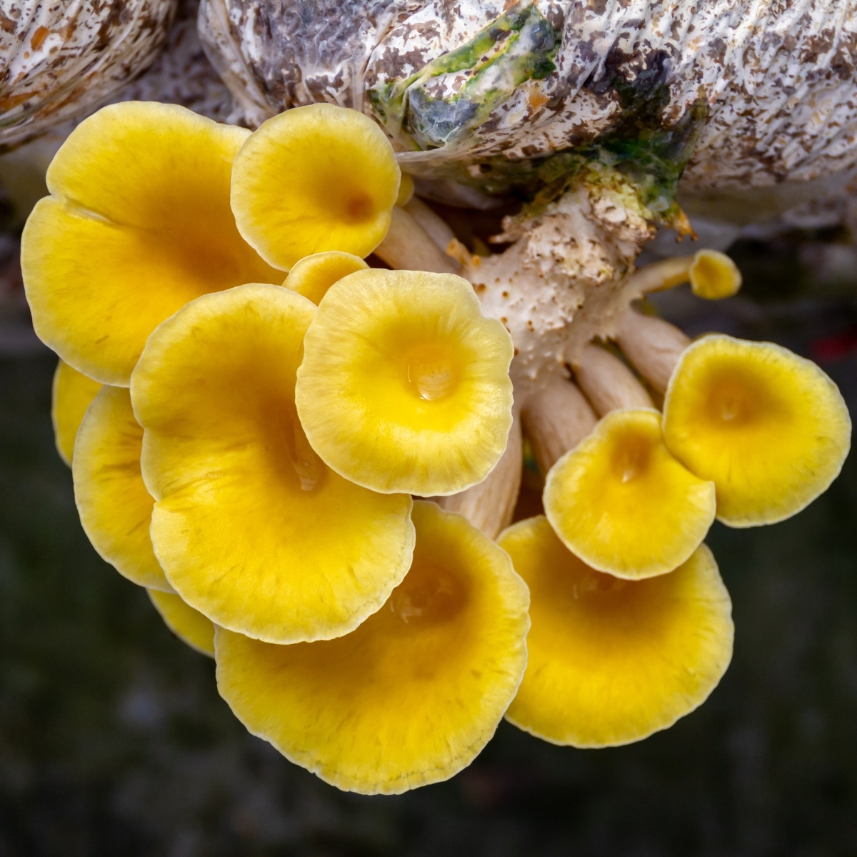 yellow oyster mushrooms