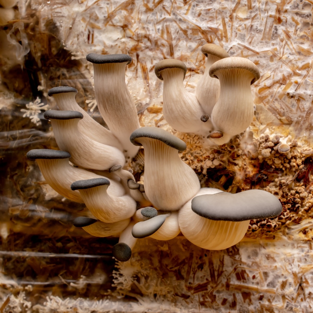 oyster mushroom flush