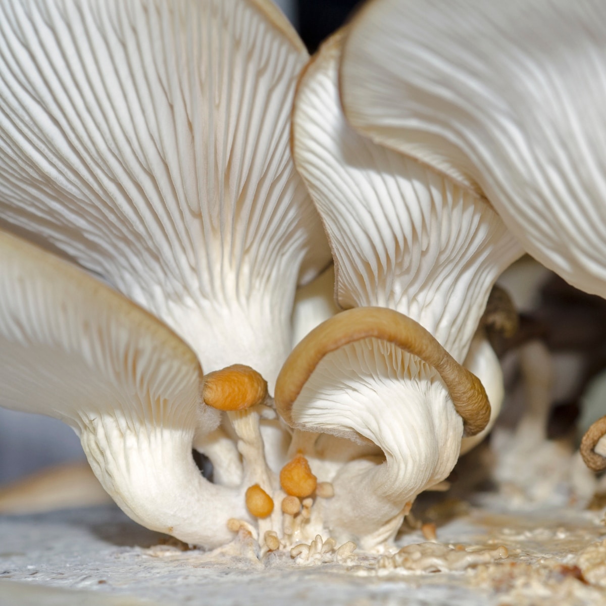 oyster mushrooms growing