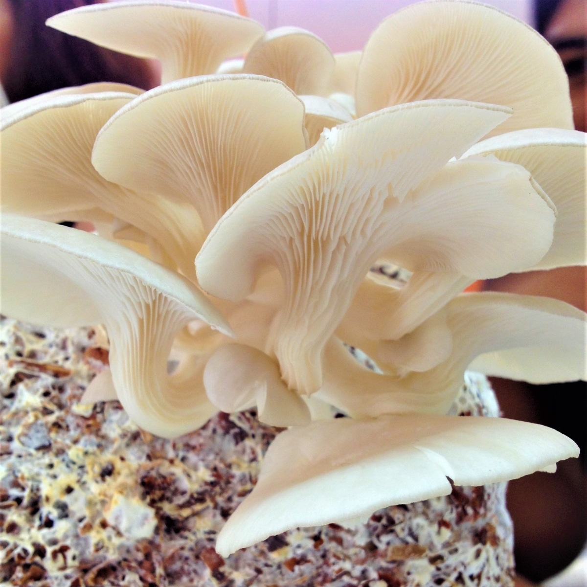 oyster mushroom flush